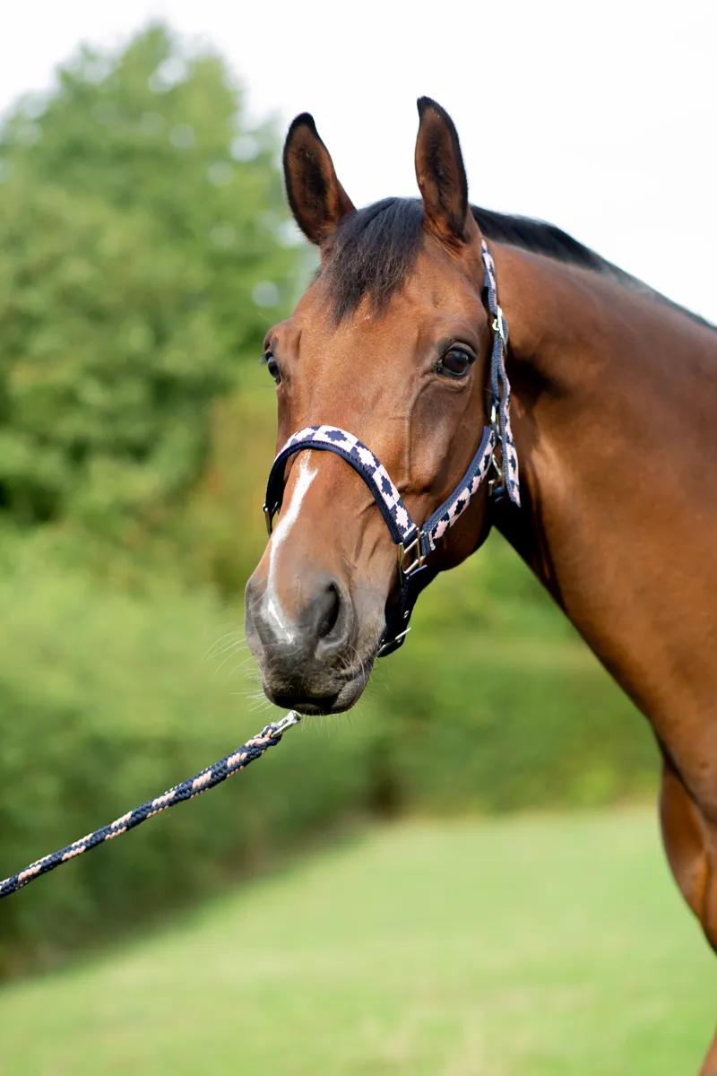 Hy Equestrian Woven Polo Head Collar And Lead Rope - Navy/Rose-2